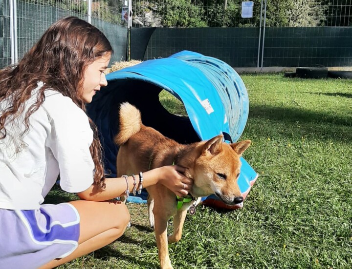 Percorso Mobility Fun Dog Summer Camp