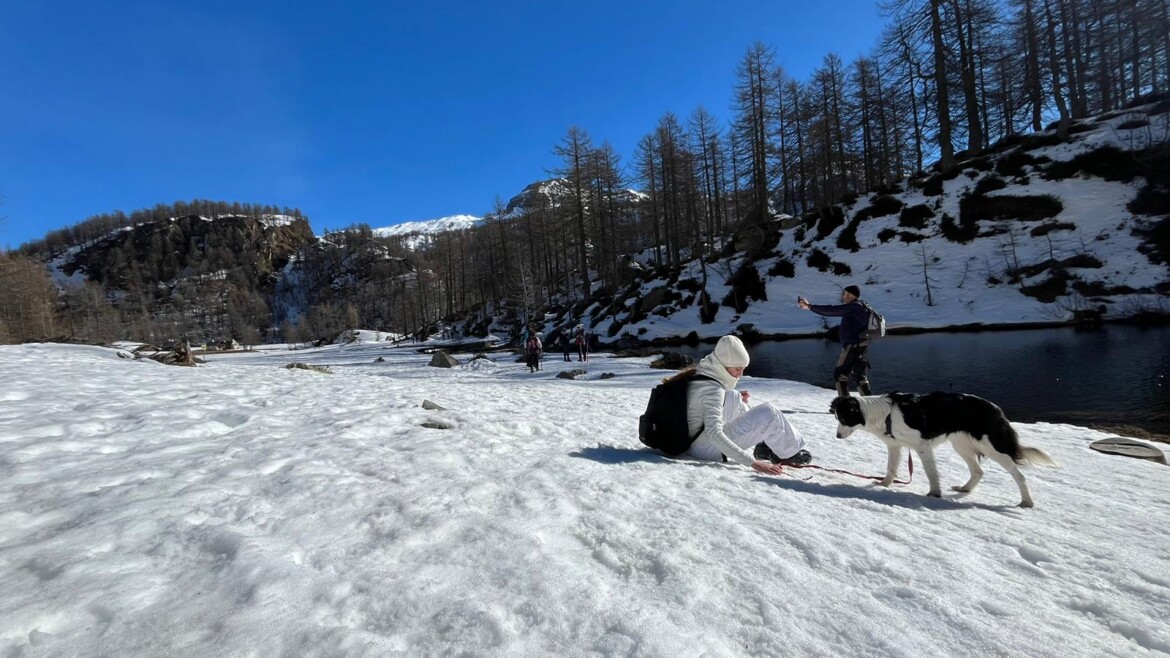 Sulla Neve con il Cane: 3 Cose da Fare Prima di Partire