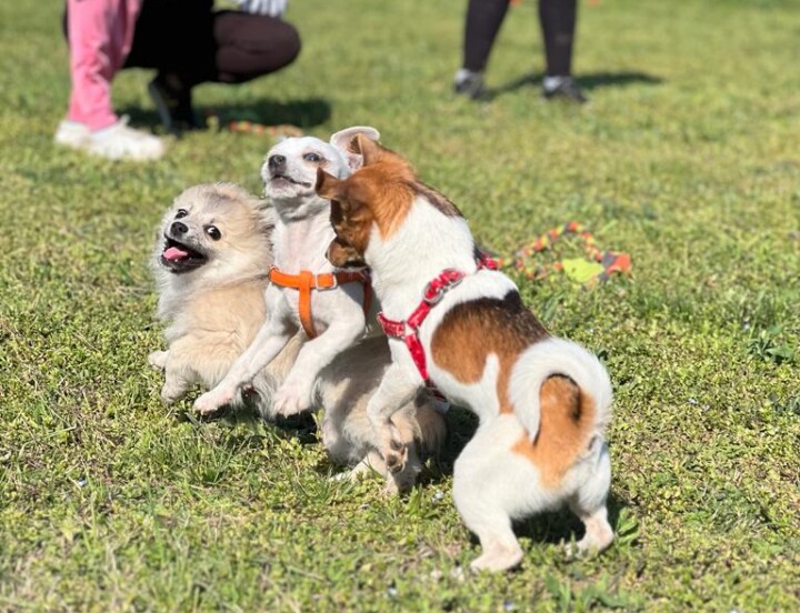 Puppy Class Cesano Maderno (MB)