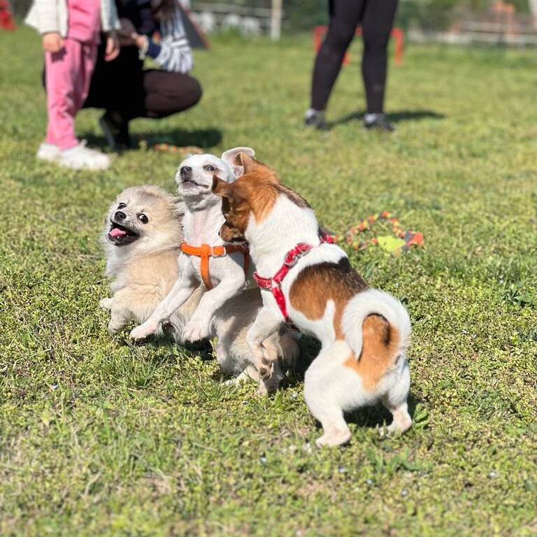 Puppy Class Cesano Maderno (MB)